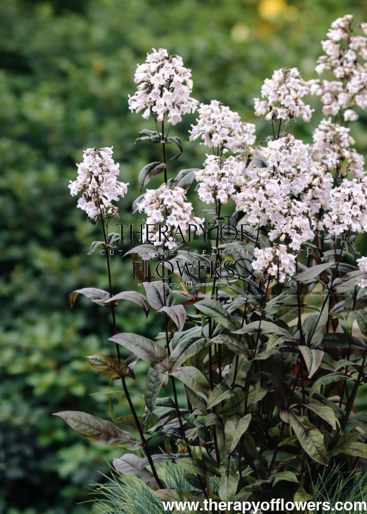 Penstemon digitalis Mystica | Foxglove beardtongue - 20 seed / 70-80 cm - seeds