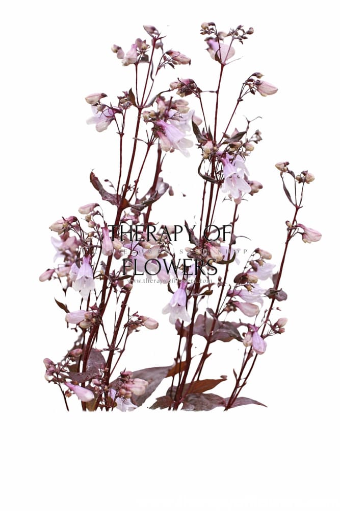 Penstemon digitalis Mystica | Foxglove beardtongue - 20 seed / 70-80 cm - seeds