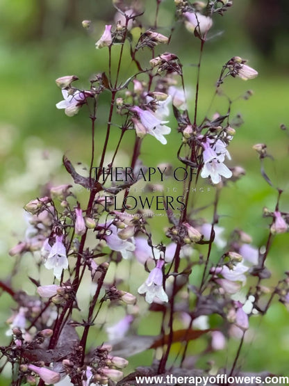 Penstemon digitalis Mystica | Foxglove beardtongue therapyofflowers.com