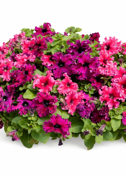 Petunia grandiflora Jumbo Frilly Mix - Ruby, Rose | Petunia | Pelleted therapyofflowers.com