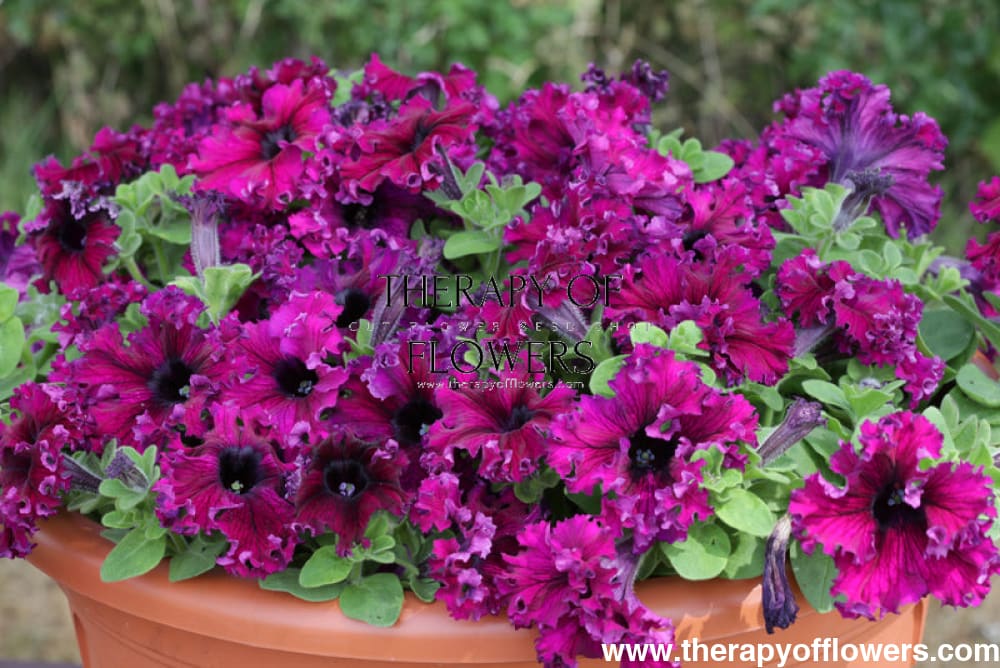 petunia potting mix Petunia grandiflora Jumbo Frilly Mix