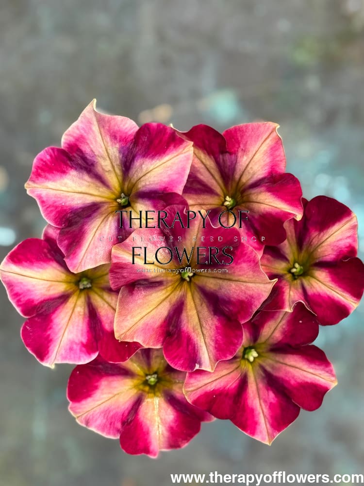 Petunia x hybrida My Joy Yellow Bronze Red F1 | Petunia | Pelleted - 10 seeds / Pelleted / Yellow, bronze, and red