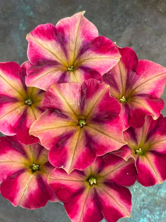 Petunia x hybrida My Joy Yellow Bronze Red F1 | Petunia | Pelleted - 10 seeds / Pelleted / Yellow, bronze, and red