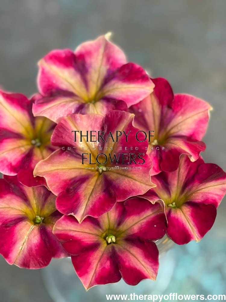 Petunia x hybrida My Joy Yellow Bronze Red F1 | Petunia | Pelleted - 10 seeds / Pelleted / Yellow, bronze, and red