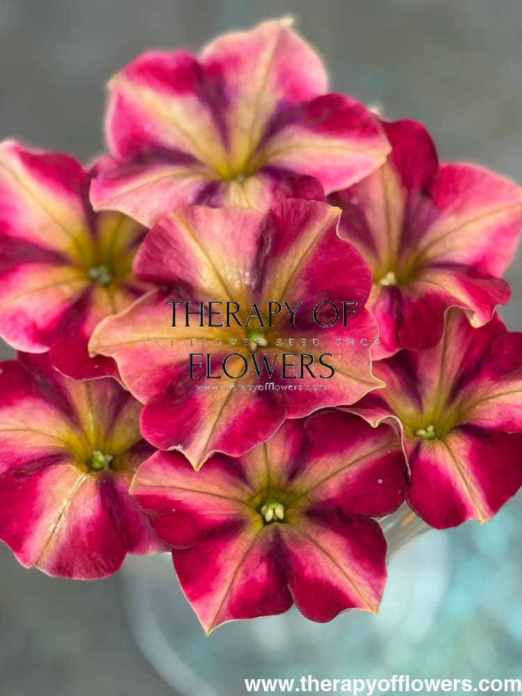 Petunia x hybrida My Joy Yellow Bronze Red F1 | Petunia | Pelleted - 10 seeds / Pelleted / Yellow, bronze, and red