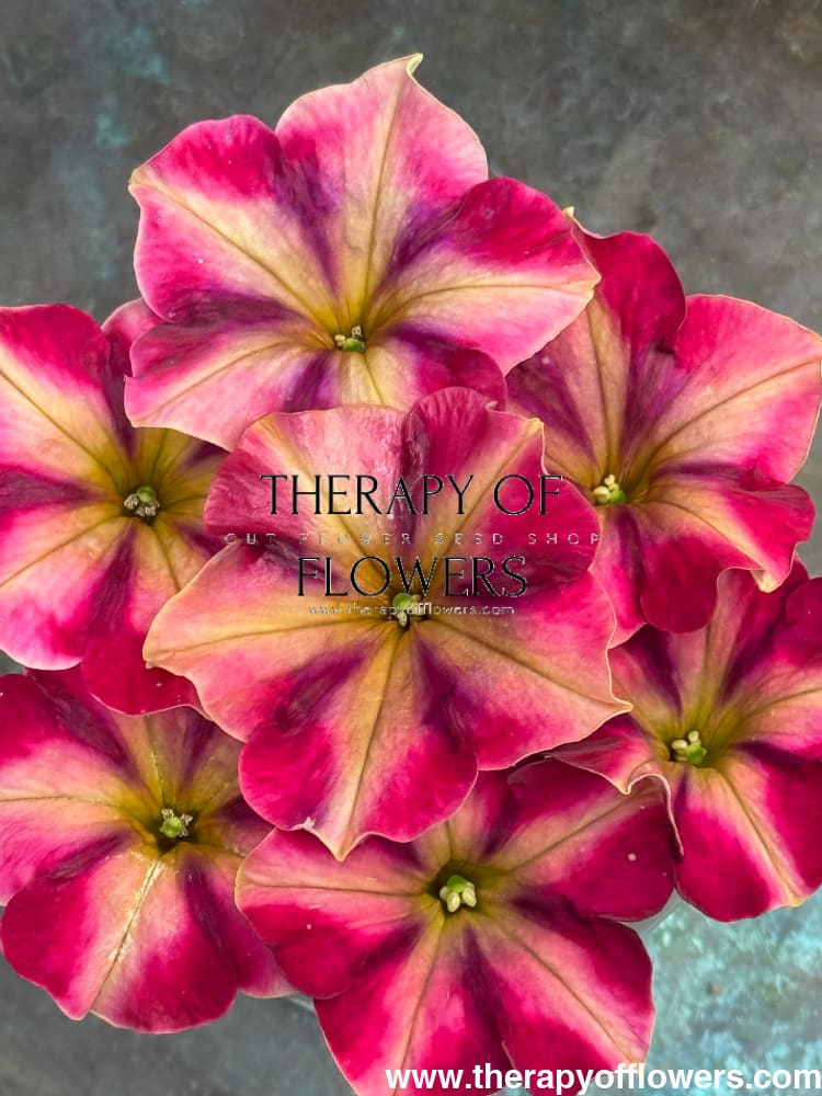 Petunia x hybrida My Joy Yellow Bronze Red F1 | Petunia | Pelleted - 10 seeds / Pelleted / Yellow, bronze, and red
