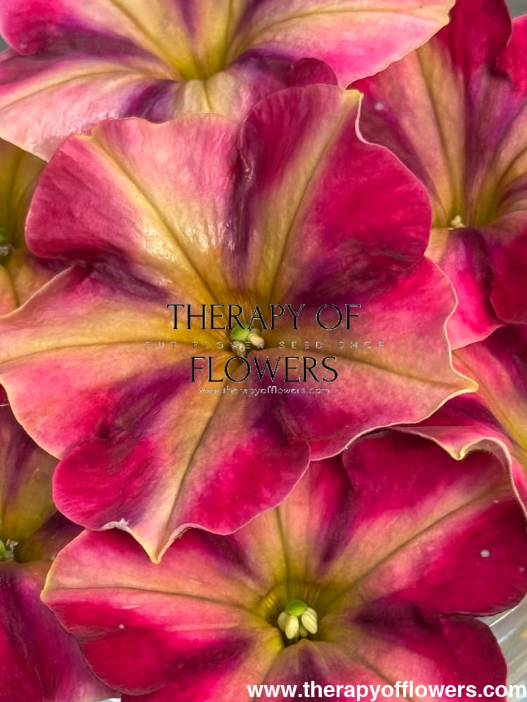 Petunia x hybrida My Joy Yellow Bronze Red F1 | Petunia | Pelleted - 10 seeds / Pelleted / Yellow, bronze, and red