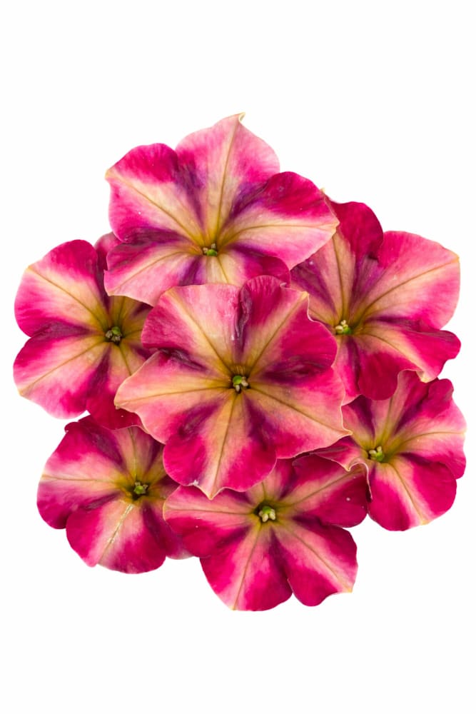 Petunia x hybrida My Joy Yellow Bronze Red F1 | Petunia | Pelleted therapyofflowers.com