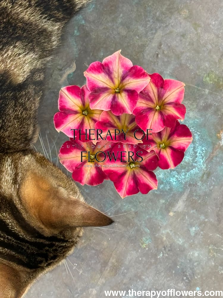 Petunia x hybrida My Joy Yellow Bronze Red F1 | Petunia | Pelleted - 10 seeds / Pelleted / Yellow, bronze, and red