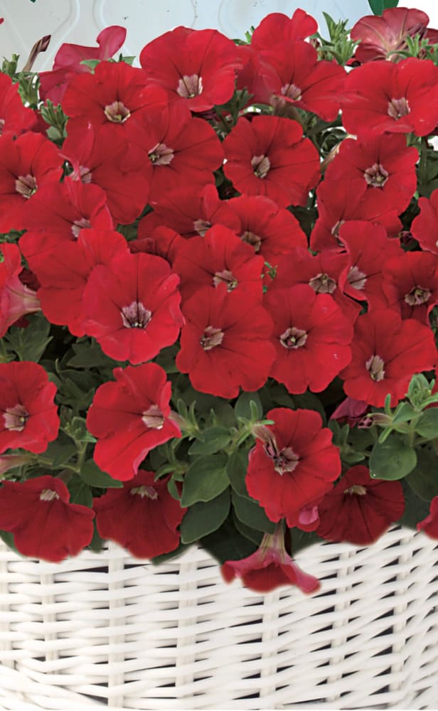 Petunia x Hybrida Pendolino Sensation Salmon-Orange F1 | Italian Petunia | Pelleted - 10 seeds / Pelleted