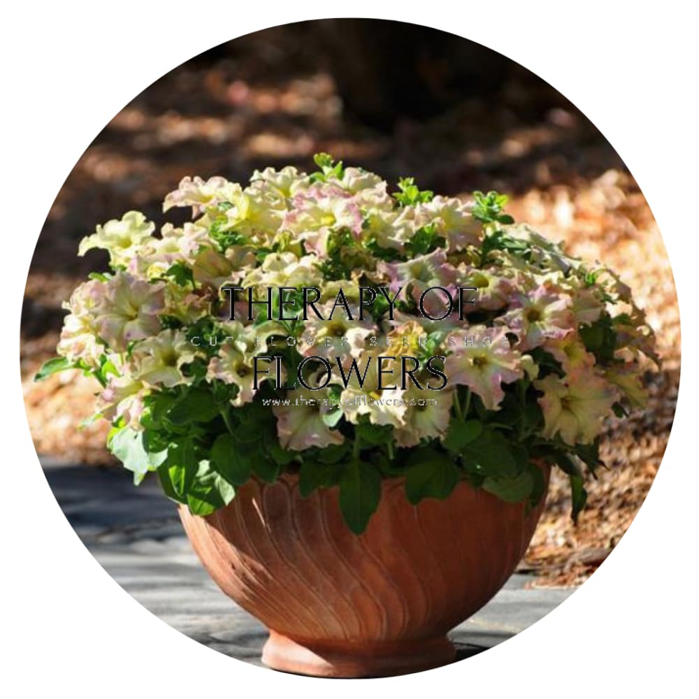 Petunia grandiflora Sophistica Antique Shades F1 therapyofflowers.com