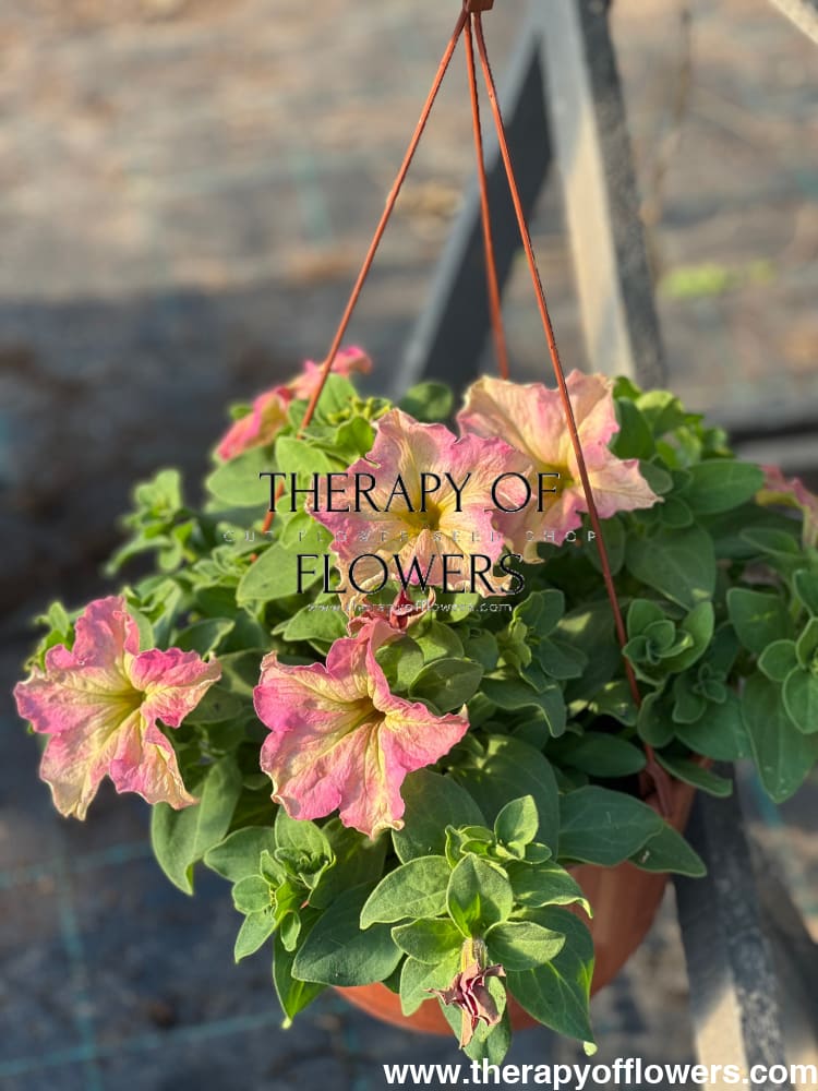 Petunia grandiflora Sophistica® Antique Shades F1 | Pelleted therapyofflowers.com