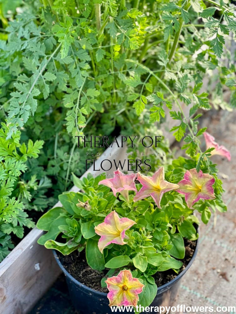 Petunia grandiflora Sophistica® Antique Shades F1 | Pelleted therapyofflowers.com