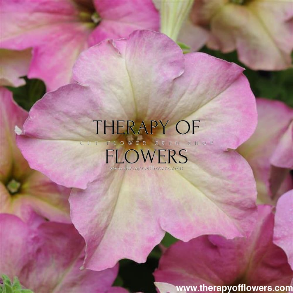 Petunia grandiflora Sophistica Antique Shades F1 therapyofflowers.com