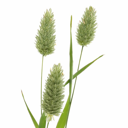 PHALARIS canariensis | Canary Grass therapyofflowers.com