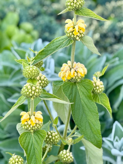 Phlomis russeliana | Jerusalem Sage therapyofflowers.com