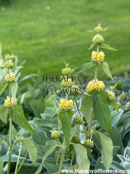 Phlomis russeliana | Jerusalem Sage therapyofflowers.com