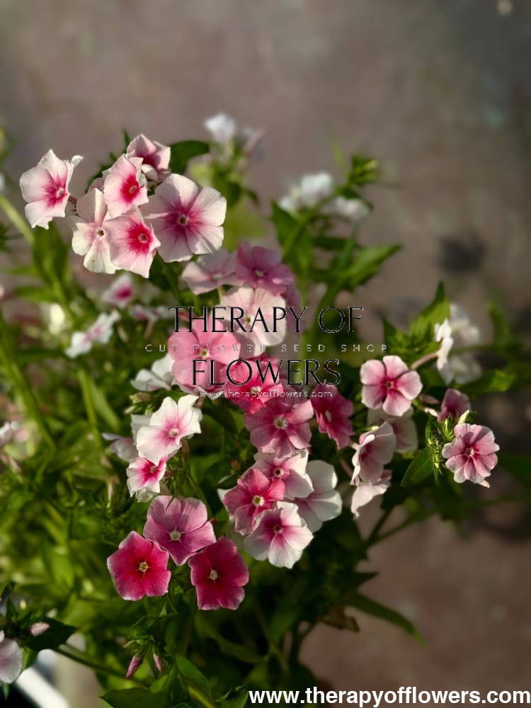 Phlox Drummondii Blushing Bride | Annual Phlox therapyofflowers.com