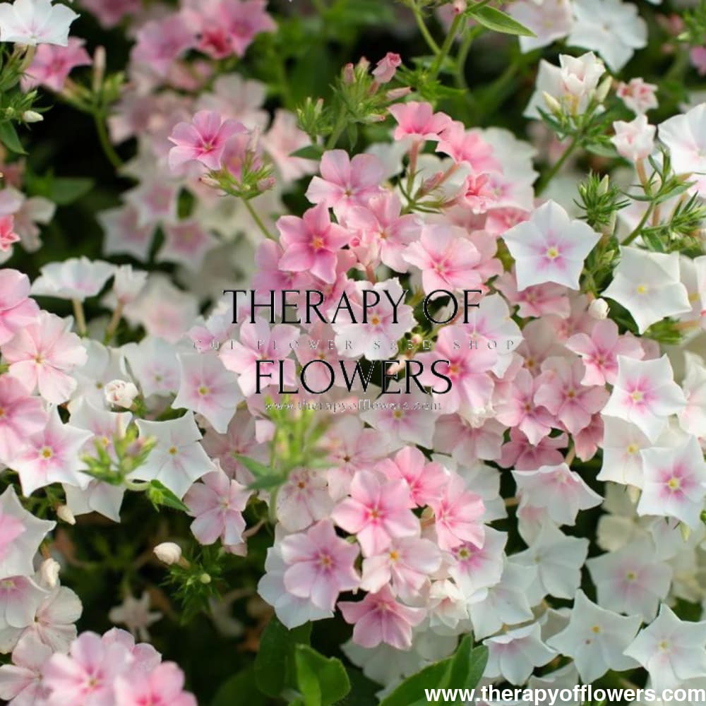 Phlox Drummondii Blushing Bride therapyofflowers.com