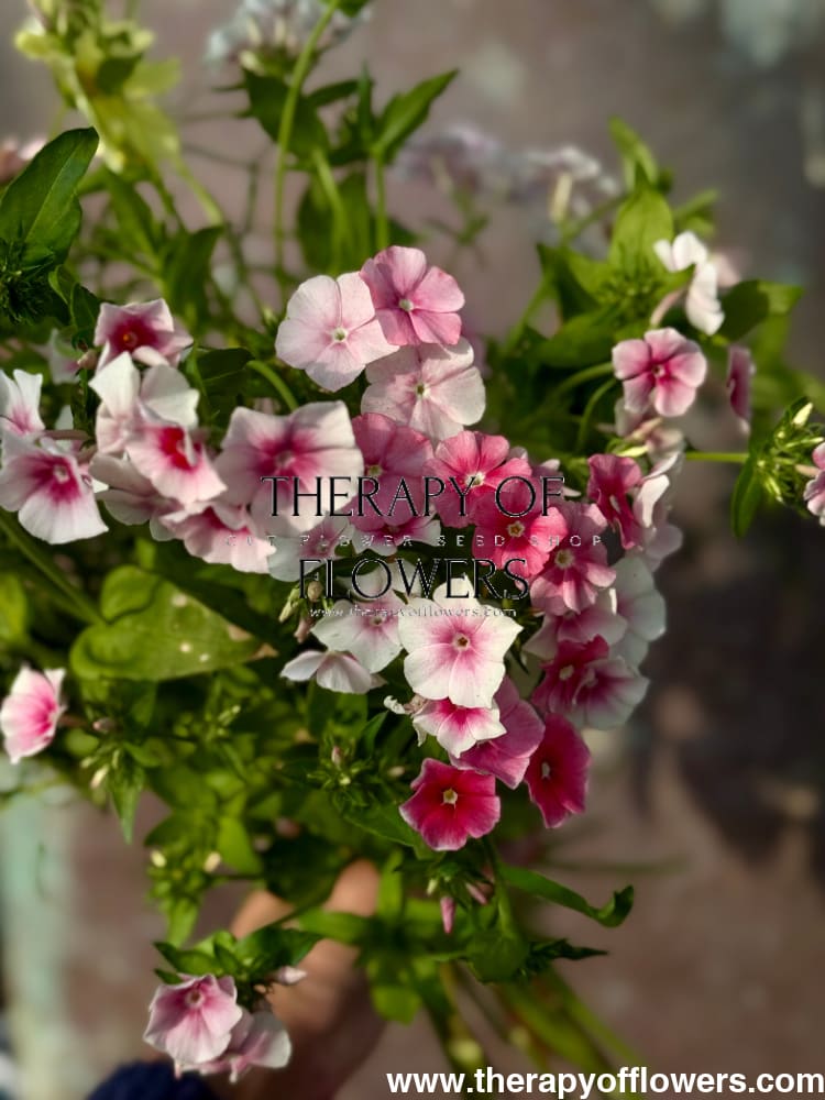 Phlox Drummondii Blushing Bride | Annual Phlox therapyofflowers.com