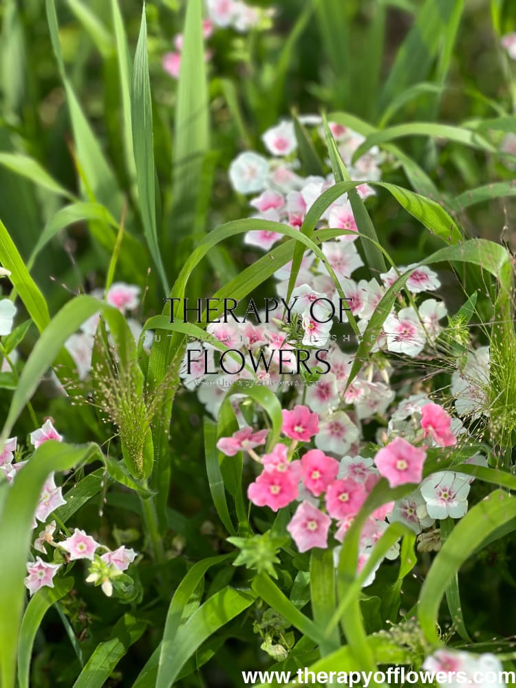Phlox Drummondii Blushing Bride therapyofflowers.com