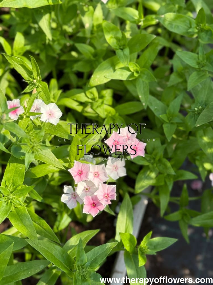 Phlox Drummondii Blushing Bride therapyofflowers.com