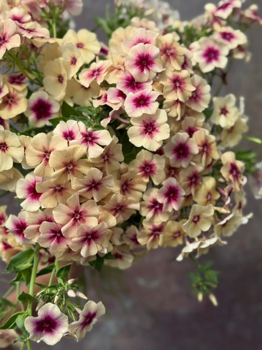 Phlox Drummondii Cherry Caramel therapyofflowers.com