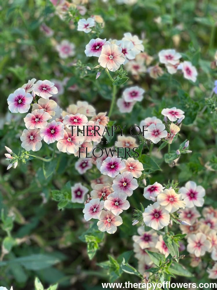 Phlox Drummondii Cherry Caramel therapyofflowers.com