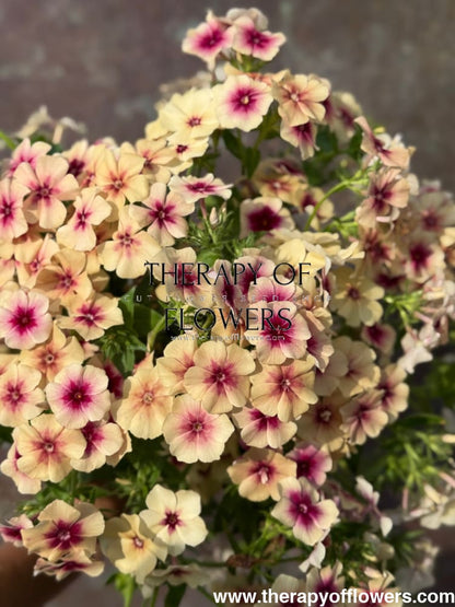 Phlox Drummondii Cherry Caramel therapyofflowers.com