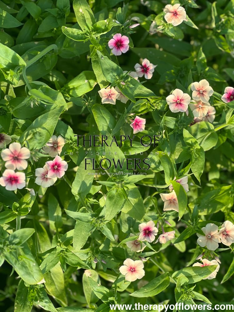 Phlox Drummondii Cherry Caramel therapyofflowers.com