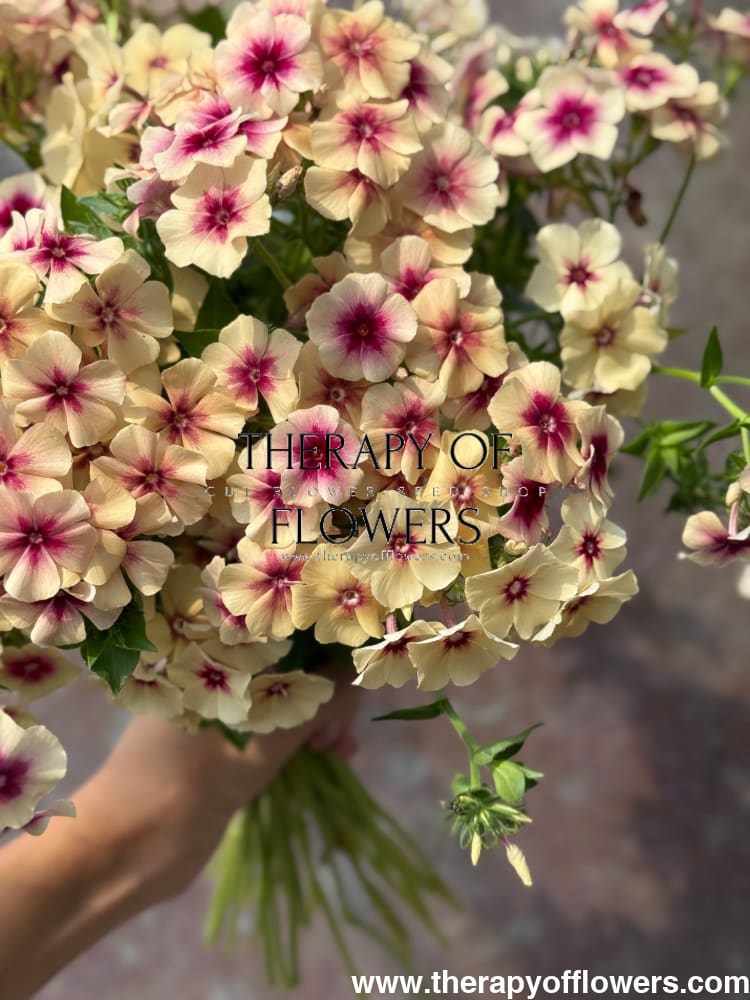 Phlox Drummondii Cherry Caramel therapyofflowers.com