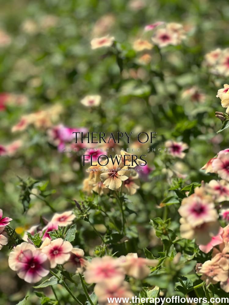 Phlox Drummondii Cherry Caramel therapyofflowers.com