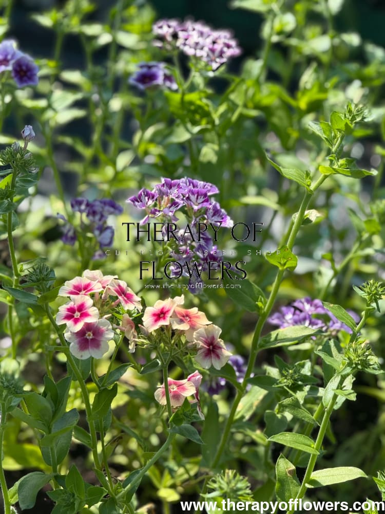 Phlox Drummondii Cherry Caramel | Annual phlox therapyofflowers.com