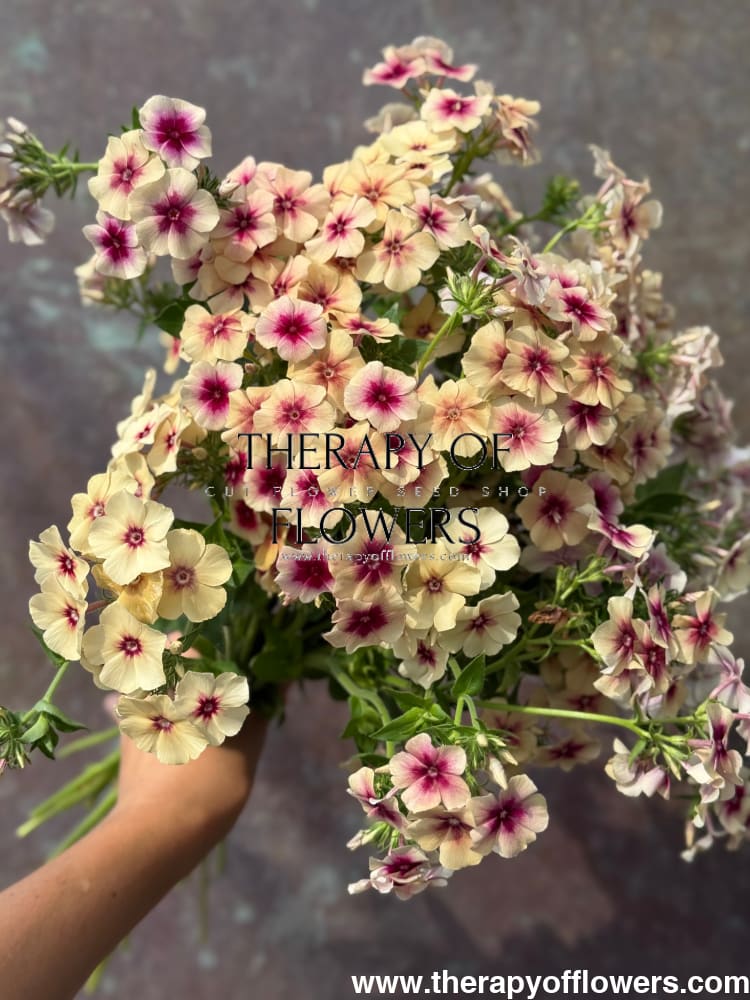 Phlox Drummondii Cherry Caramel therapyofflowers.com