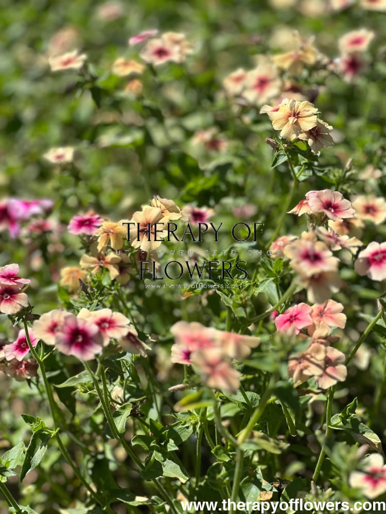 Phlox Drummondii Cherry Caramel therapyofflowers.com