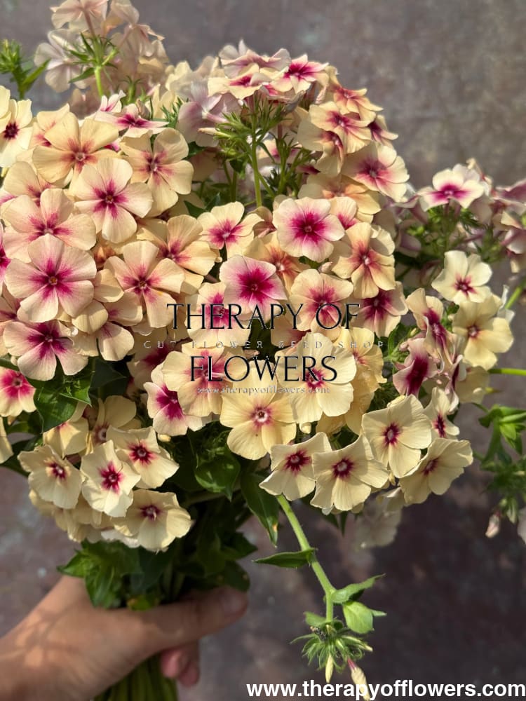 Phlox Drummondii Cherry Caramel therapyofflowers.com