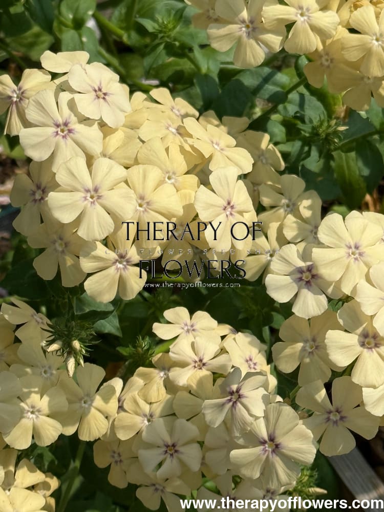 Phlox Drummondii Isabellina | Annual Phlox therapyofflowers.com