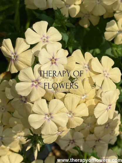 Phlox Drummondii Isabellina | Annual Phlox therapyofflowers.com