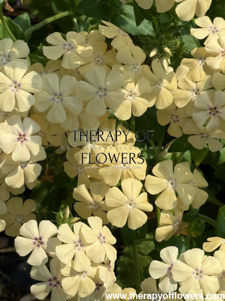 Phlox Drummondii Isabellina | Annual Phlox therapyofflowers.com