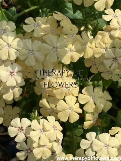 Phlox Drummondii Isabellina | Annual Phlox therapyofflowers.com