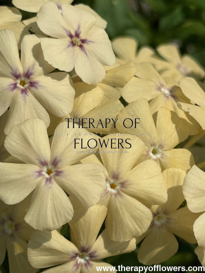 Phlox Drummondii Isabellina | Annual Phlox therapyofflowers.com