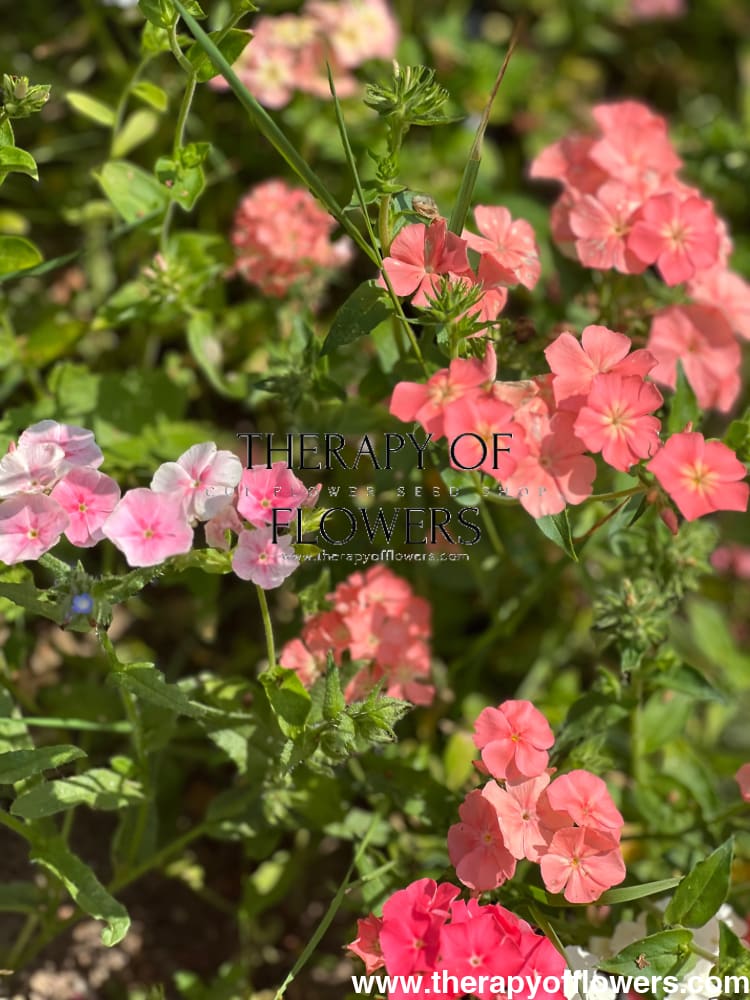 Phlox Drummondii Phlox of Sheep Pastel mix | Annual Phlox - 0.3 gram / 50 cm / Soft pastel - Seeds