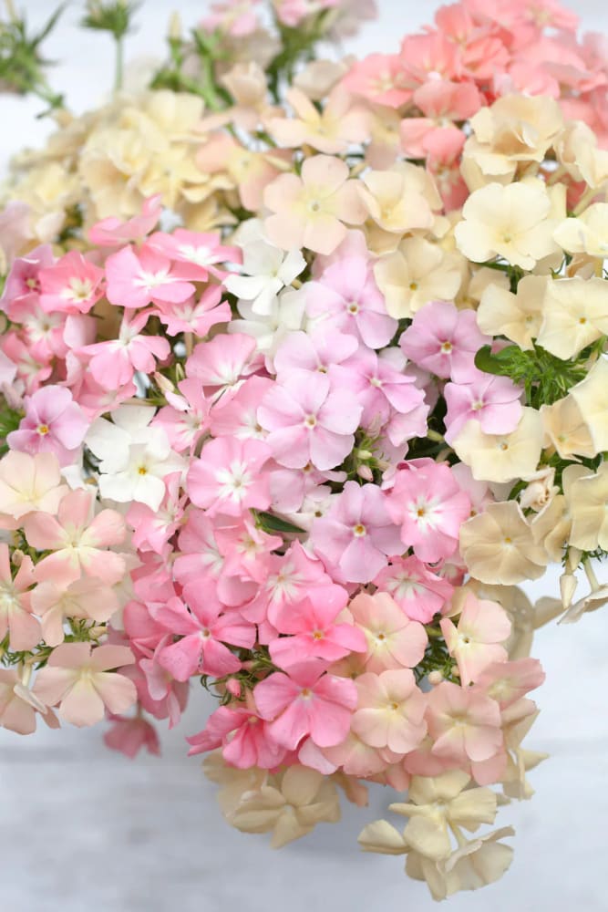 Phlox Drummondii Phlox of Sheep Pastel mix | Annual Phlox therapyofflowers.com