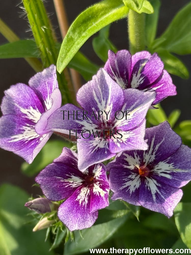 Phlox Drummondii Sugar Stars | Annual Phlox therapyofflowers.com