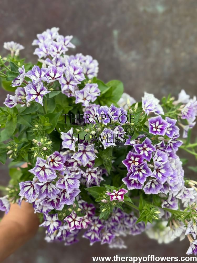 Phlox Drummondii Sugar Stars | Annual Phlox therapyofflowers.com