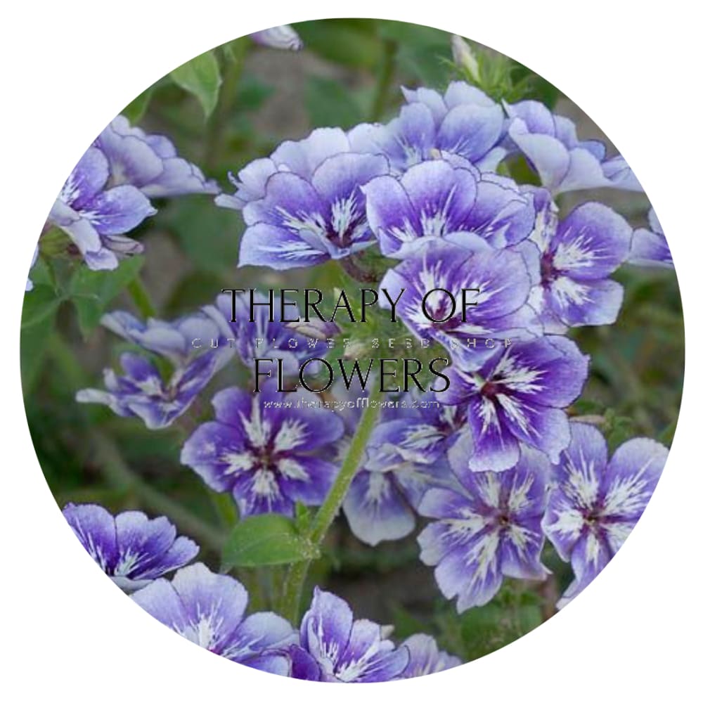Phlox Drummondii Sugar Stars | Annual Phlox - 50 + seeds / 50 cm - Seeds
