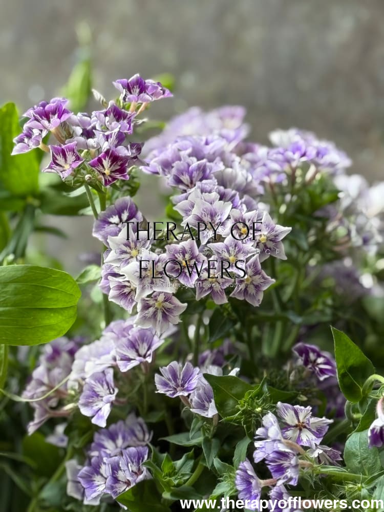 Phlox Drummondii Sugar Stars | Annual Phlox therapyofflowers.com