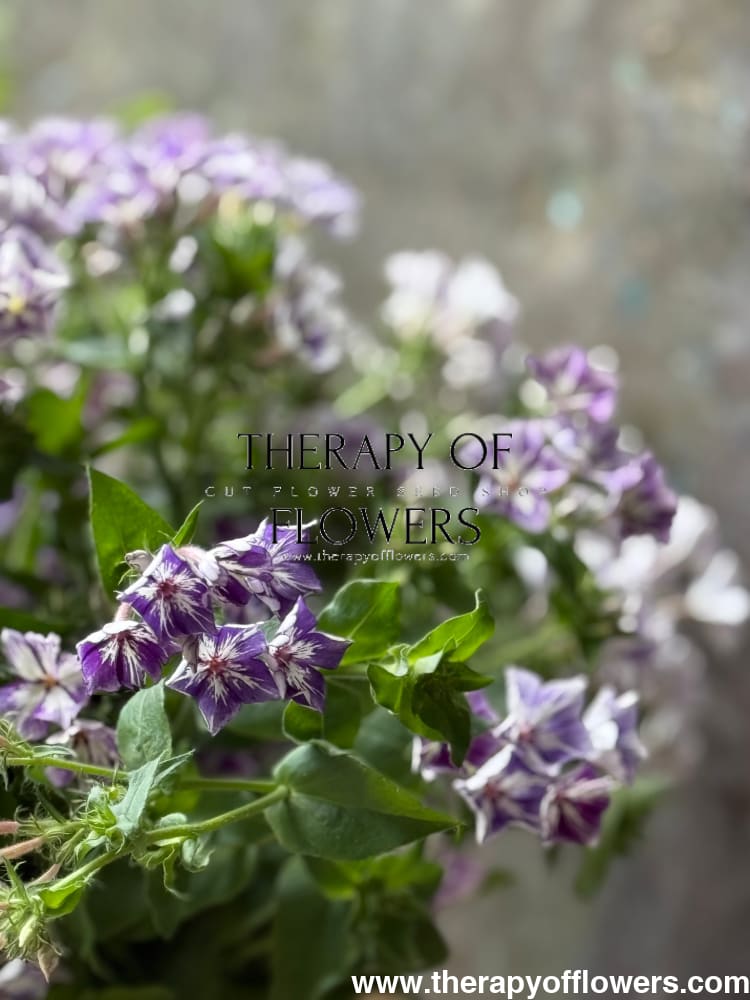 Phlox Drummondii Sugar Stars | Annual Phlox therapyofflowers.com