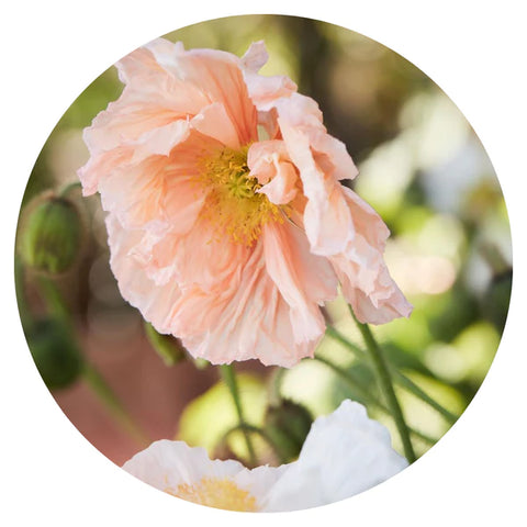 Papaver nudicaule Colibrì® mix