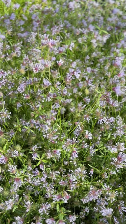 Asperula azurea Cloud Nine | Blue Woodruff